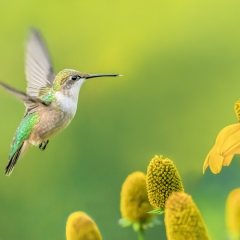 Realistic - Hummingbird in the Garden -Marianne Diericks