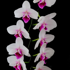 Realistic - Orchid - Larry Weinman