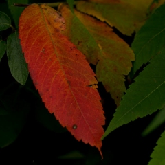 3.Early-autumn-285