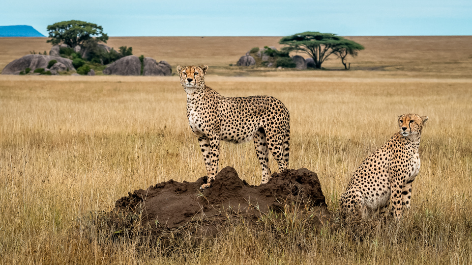 1st Place Travel - Serengeti Cheetah Brothers (Tanzania) - Diane Herman
