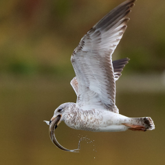 Nature - Gull with Lunch - Don Specht