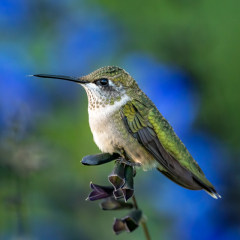 Nature - Hummingbird on Perch - Diane Herman