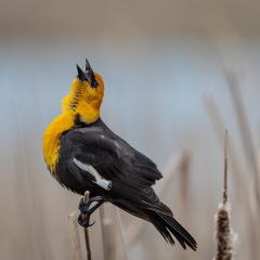 Nature - Yellow Headed Blackbird - Diane Herman