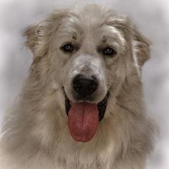 Pictorial - Great Pyrenees -  Pat Chiconis