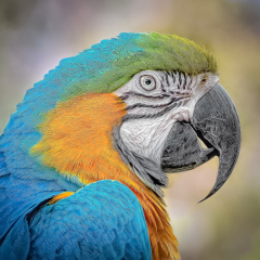 09.Magnificent Macaw -  Marianne Diericks