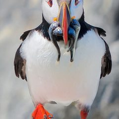 Assignment-Atlantic-Puffin-with-Dinner-Don-Specht