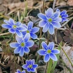 Assignment-Hepatica-Mike-Chrun