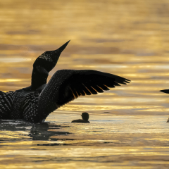 Assignment-Loon-Family-at-Sunset-Marianne-Diericks