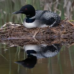 Assignment-Loon-Reflection-MJ-Springett