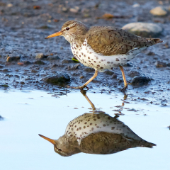 Assignment-Spotted-Sandpiper-Don-Specht