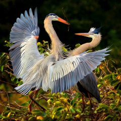 Creative-Great-Blue-Herons-Painted-Don-Specht