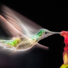 Creative-Hummingbird-in-Motion-Marianne-Diericks