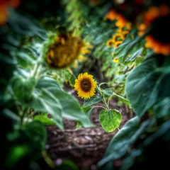 Nature-Sunflower-Rikki-Van-Dyk