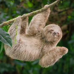 Nature-Three-toed-Sloth-Marianne-Diericks