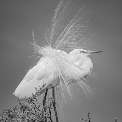 Monochrome Acceptance - Great Egret Display - Marianne Diericks