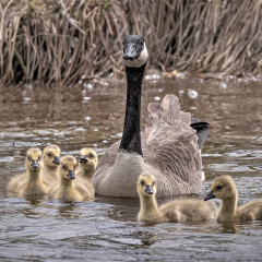 12.Mother and Her Goslings -  Don Bock