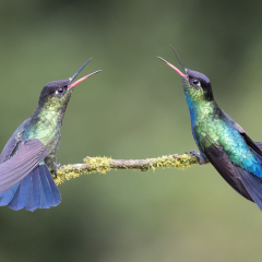 Nature - Fiery-Throated Hummingbird Discussion - Melissa Anderson