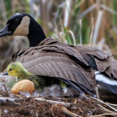Nature - Goose Nest - MJ Springett