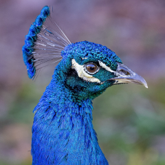 Nature - Proud Peacock - Fred Sobottka