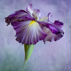Japanese Iris - Betty Bryan