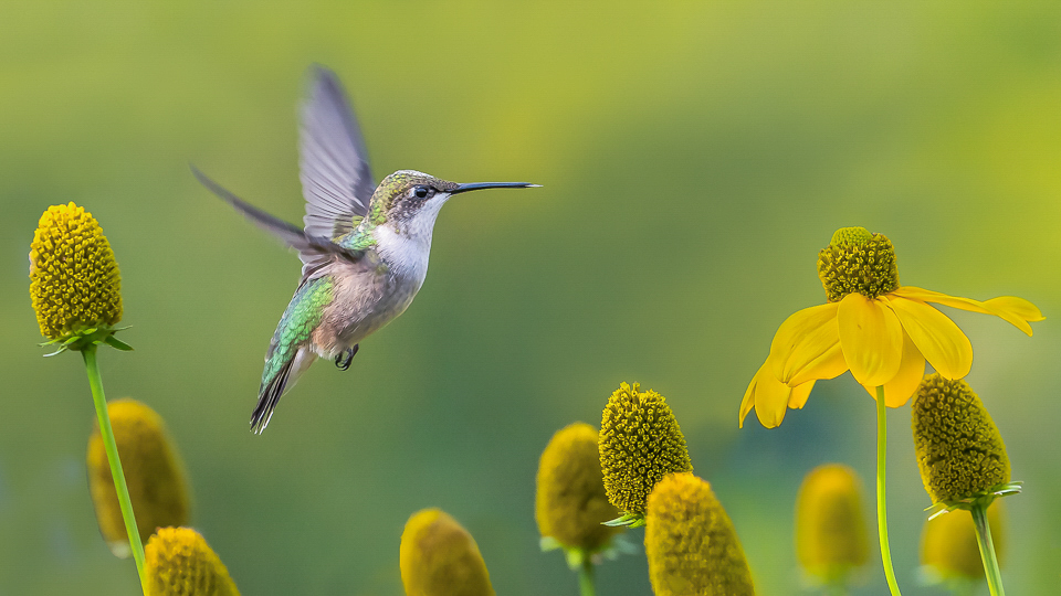 Hummingbird in Garden - Marianne Diericks