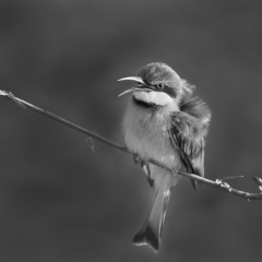Merit Black and White - Little Bee Eater Singing Her Heart Out - Melissa Anderson