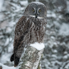 Merit Nature - Snowy Great Grey Owl - Diane Herman