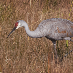 Nature - Crane Hunting - MJ Springett
