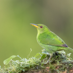 Honorable Mention Nature - Female Green Honeycreeper - Melissa Anderson