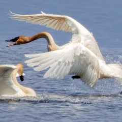 Nature - Swan Attack - MJ Springett