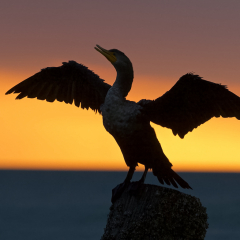 Pictorial - Cormorant at Sunset - Don Specht