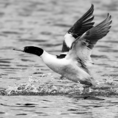 BW - Following a female - MJSpringett