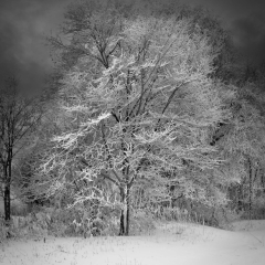 BW-Serenity-Joseph-Schufman