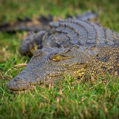 Nature - Crockodile Waiting - Chap Achen
