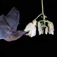=Nature - Oallas Long-Tongue Bat - Terry Butler