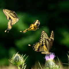 Nature - Swallowtails.Thistles.2 - David Heemsbergen