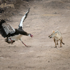 Nature - goose vs jackel - Joseph Schufman