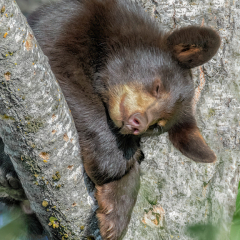 Pictorial - A Surprise in the Tree - Marianne Diericks