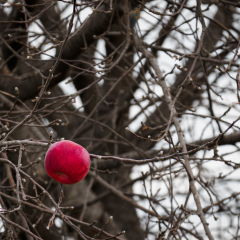 Pictorial - The Last One - Jay Olson-Goude