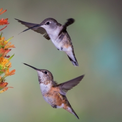 01 Black chinned & Rufous Hummingbirds