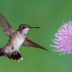 07 Ruby Throated Hummingbird, juvenile male