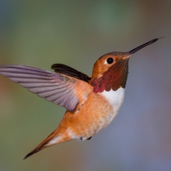09 Rufous Hummingbird ,male