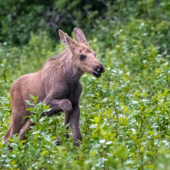 Nature - Baby Moose near Denali  - Diane Herman