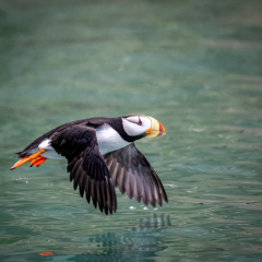 Nature - Horned Puffin in Flight - Diane Herman