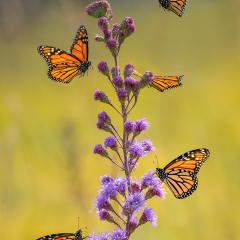Pictorial - Monarchs in the Prairie - Marianne Diericks
