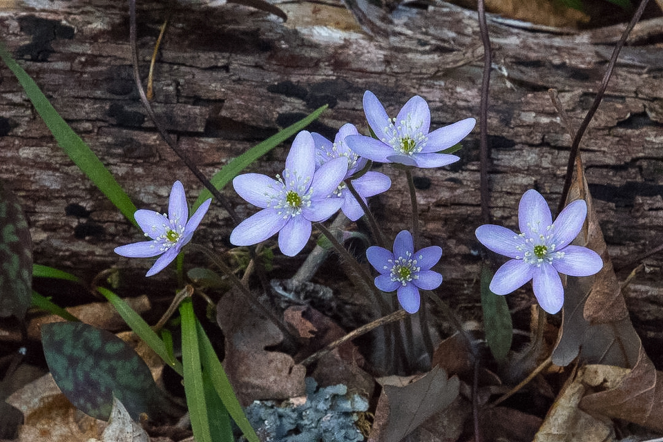 Blue Hepatica - Apr 24 - Indianhead Creek Trail - Mike Chrun
