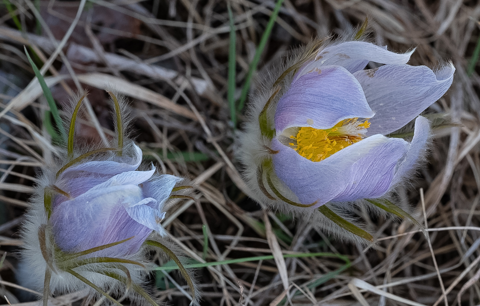Pasque Flowers-1 - Apr 22 - New RIchmond - Richard Hudson