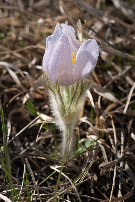 Pasque Flowers-5 - Apr 22 - New RIchmond - Richard Hudson