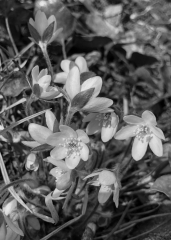 Black and White Rue Anemone - Apr 11 - Indianhead Trail - Sarah Hefty