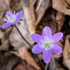 Hepatica  1- Apr 11 - Buffalo Section Standing Cedars - Richard Hudson